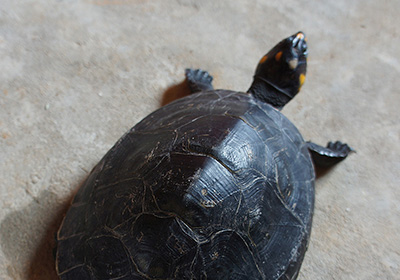Terekay-Schienenschildkröte, Podocnemis unifilis, – © José Erickson