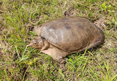 Apalone ferox – Florida-Weichschildkröte