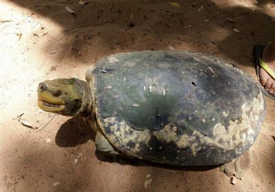 Batagur kachuga – Bengalische Flussschildkröte